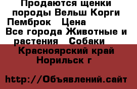 Продаются щенки породы Вельш Корги Пемброк › Цена ­ 40 000 - Все города Животные и растения » Собаки   . Красноярский край,Норильск г.